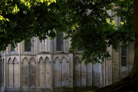 Liberty tree, maple-leaved plane tree Le Platane de la Liberté next to the cathedral Cathédrale