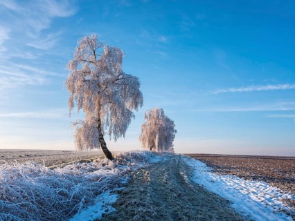 Field landscape in winter, ploughed fields and birch trees covered with hoarfrost, Memleben,