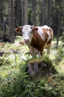 Cow (bovidae), Rauris, Pinzgau, Salzburg, Austria