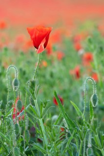 Red poppy (Papaver) blooming in wildflower meadow, poppy, Saxony-Anhalt, Germany
