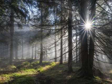 Natural spruce forest with morning fog, sunbeams break through the fog, at the Dreisesselberg,