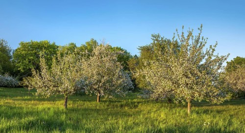 Orchard meadow in spring, green meadow and blossoming apple trees in the evening light, Rhön,