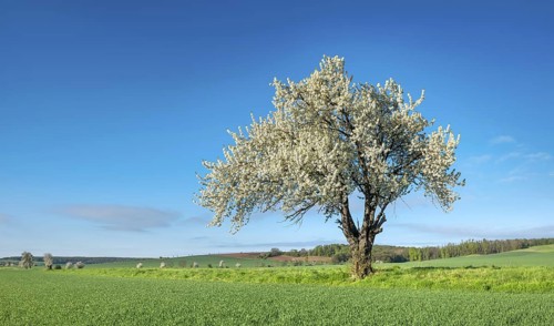 Landscape in spring, green fields and blossoming old large cherry tree, Freyburg, Saxony-Anhalt,