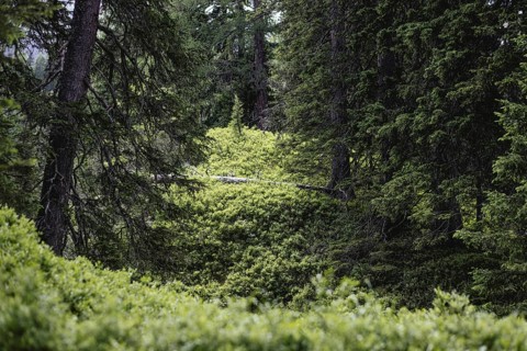 Rauris primeval forest, Rauris, Pinzgau, Salzburg, Austria
