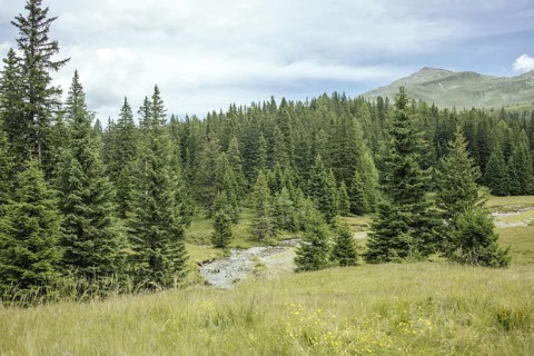 View of Rauris primeval forest from the Durchgang-Alm, Kolm Saigurn, Rauris, Pinzgau, Salzburg,