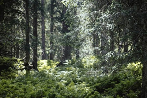 Primeval forest, Rauris primeval forest, Rauris, Pinzgau, Salzburg, Austria