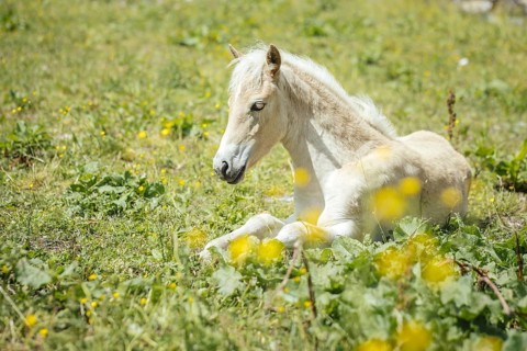 Foal, Rauris, Pinzgau, Salzburg, Austria