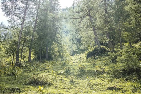 Wald im Krumltal, Rauris, Pinzgau, Salzburg, Austria