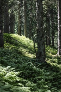 Rauris primeval forest, Rauris, Pinzgau, Salzburg, Austria