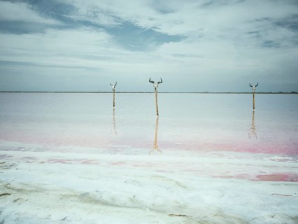Bull's heads on stakes, saltworks, Salin-de-Giraud, Bouches-du-Rhône, Arles, France