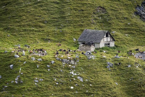 Alpine meadow with stable and herd of goats, Lazzacher Tal, Seven Lakes Hike, Stubai Alps, near