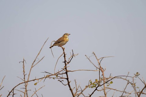 Lark (Calendulauda) sitting on a branch, Kruger National Park, South Africa