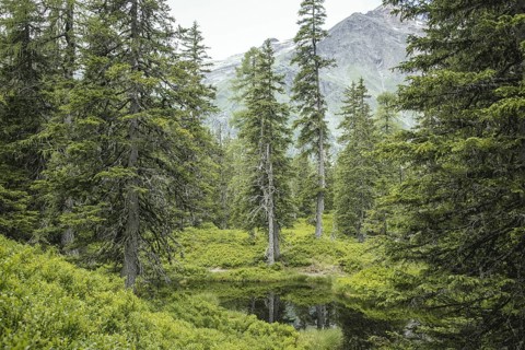 Blackwater pond, Rauris primeval forest, Kolm Saigurn, Pinzgau, Salzburg, Austria