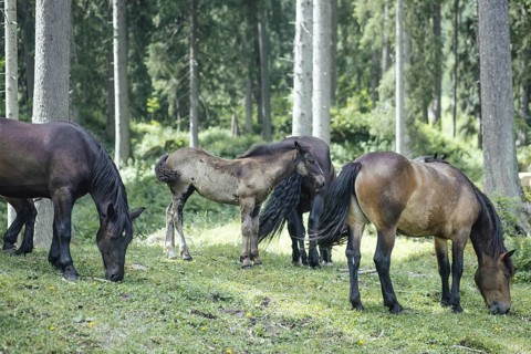 Horses (equus caballus), Rauris, Pinzgau, Austria