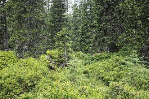 Rauris primeval forest, Kolm Saigurn, Pinzgau, Salzburg, Austria