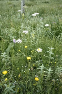 Alpine meadow, Seidlwinkl valley, Rauris, Pinzgau, Salzburg, Austria