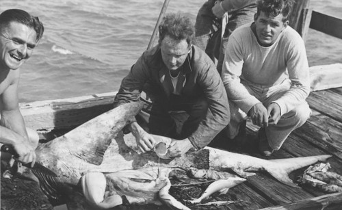 Sport fishing, sport fishermen, fishermen posing with catch, blue shark (Carcharhinus glaucus),