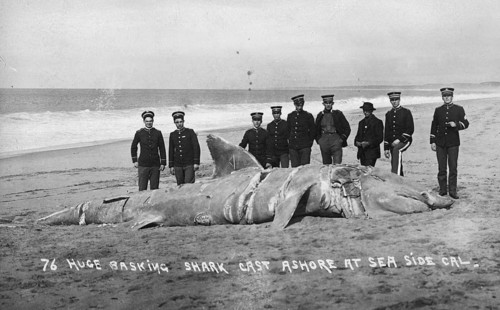 Basking shark (Cetorhinus maximus), soldiers posing on the beach next to the big shark, 1910,