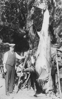 Fishermen posing with catch. Great white shark (Carcharodon carcharias), ca. 1920, South Africa