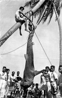 Tiger shark (Galeocerdo cuvier) caught in French Polynesia, ca. 1920, shark was hung up on a palm