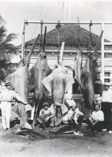 Sport fishing, sport fishermen, fishermen posing with catch, including the Common eagle ray