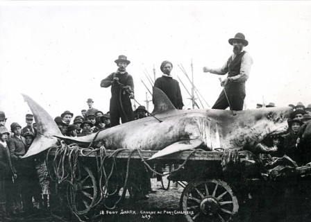 Great white shark (Carcharodon carcharias), onlookers pose with the shark, which is laid out on a