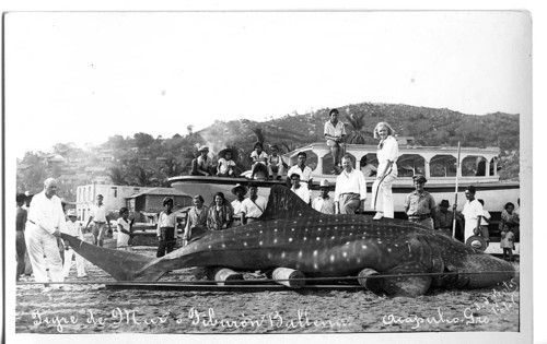 Whale shark (Rhincodon typus), approx. 6 metres long, onlookers pose next to the shark. The picture