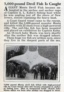 Newspaper report, article, harbour, fishing, onlookers standing in front of a giant manta ray