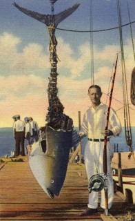 Sport fishing, sport fisherman, angler, Atlantic bluefin tuna (Thunnus thynnus) caught between