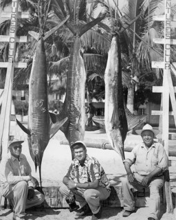 Striped marlin (Kajikia audax), three sport fishermen in la Paz, Baja California Sur, 1950s