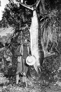 Striped marlin (Kajikia audax), 1930s, sport fisherman