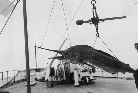 Fanfish (Istiophorus platypterus), caught, sport fisherman, ca. 1930s
