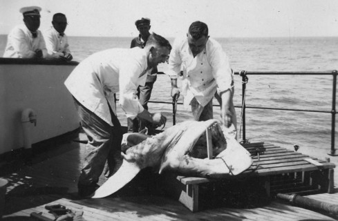 Sailors with a captured shark, presumably a tiger shark (Galeocerdo cuvier) . 1930s, location