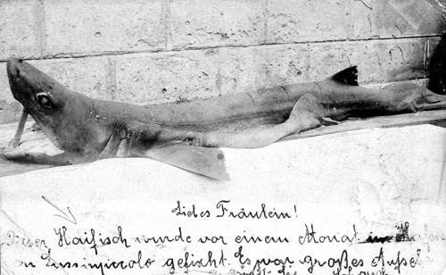Shark with a letter to a young lady. Presumably a blue shark (Carcharhinus glaucusi, ca. 1930s,