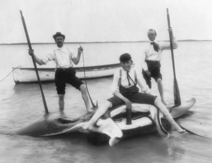 Fishermen posing with catch, reef manta (Mobula alfredi), California, ca. 1920s