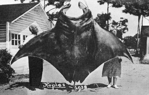 Couple posing with catch, reef manta (Mobula alfredi), Naples, California, ca. 1938 years