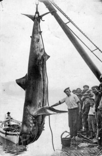 Fishermen and onlookers at the harbour. Great white shark (Carcharodon carcharias), caught in the