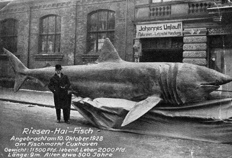 Basking shark (Cetorhinus maximus), landed on 10 October 1928, 5750 kg of which the liver weighed