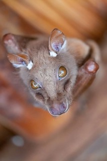 Funny bat, looks angry, conspiratorial, Kruger National Park, South Africa