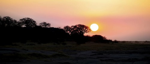 Sunset, African baobab or baobab tree (Adansonia digitata), Dry landscape, Kubu Island (Lekubu),