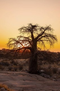 Sunset, African baobab or baobab tree (Adansonia digitata), Dry landscape, Kubu Island (Lekubu),