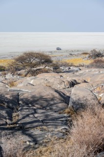 African baobab or baobab tree (Adansonia digitata), arid landscape, Kubu Island (Lekubu), Sowa Pan,