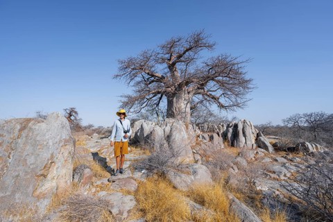 Tourist, African baobab or baobab tree (Adansonia digitata), Dry landscape, Kubu Island (Lekubu),