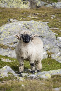 Valais Blacknose sheep (Ovis gmelini aries), high alpine mountain valley, Obere Senner Egete,