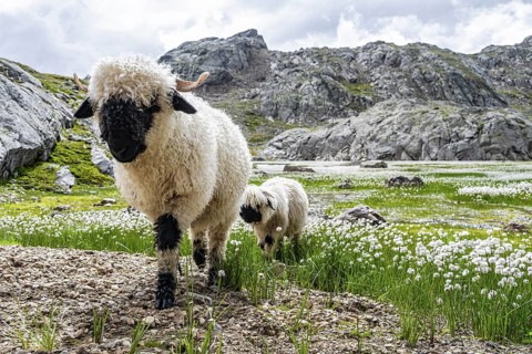 Two Valais Blacknose sheep (Ovis gmelini aries), in meadow with flowering white cotton grass, high