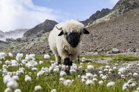 Valais Blacknose sheep (Ovis gmelini aries), in meadow with flowering white cotton grass, high