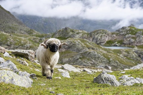 Valais Blacknose sheep (Ovis gmelini aries), high alpine mountain valley, Obere Senner Egete,