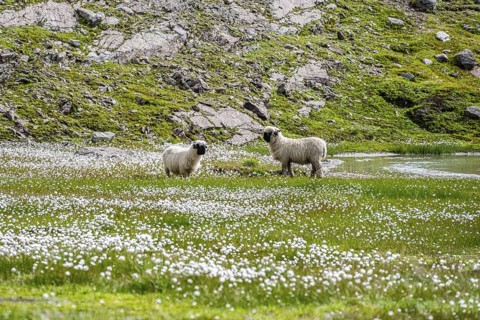 Two Valais Blacknose sheep (Ovis gmelini aries), in meadow with flowering white cotton grass, high
