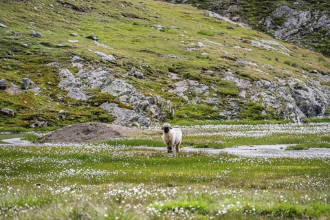 Valais Blacknose sheep (Ovis gmelini aries), in meadow with flowering white cotton grass, high