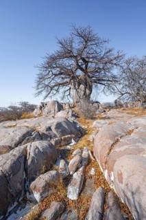 African baobab or baobab tree (Adansonia digitata), arid landscape, Kubu Island (Lekubu), Sowa Pan,